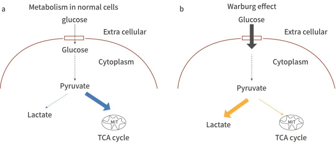 乳酸脱氢酶基因敲除之后,对钝齿棒杆菌菌株构建有什么影响