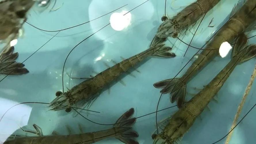 十个养殖项目,新手养殖什么项目最好