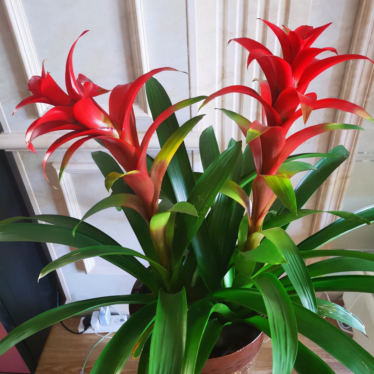 琚獥浜嗕竴娆″氨寰堥毦鎵惧洖鏉ヤ簡,琚獥鍚庤姳浜嗕竴骞磋蛋鍑烘潵