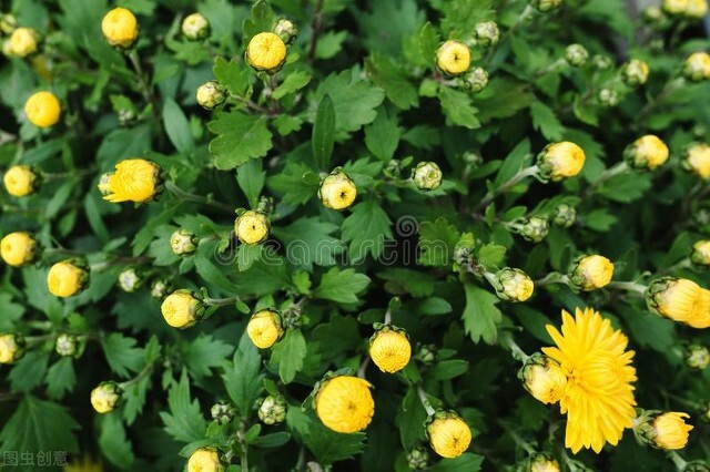 菊花的花期养护视频,菊花的春夏季怎样管理