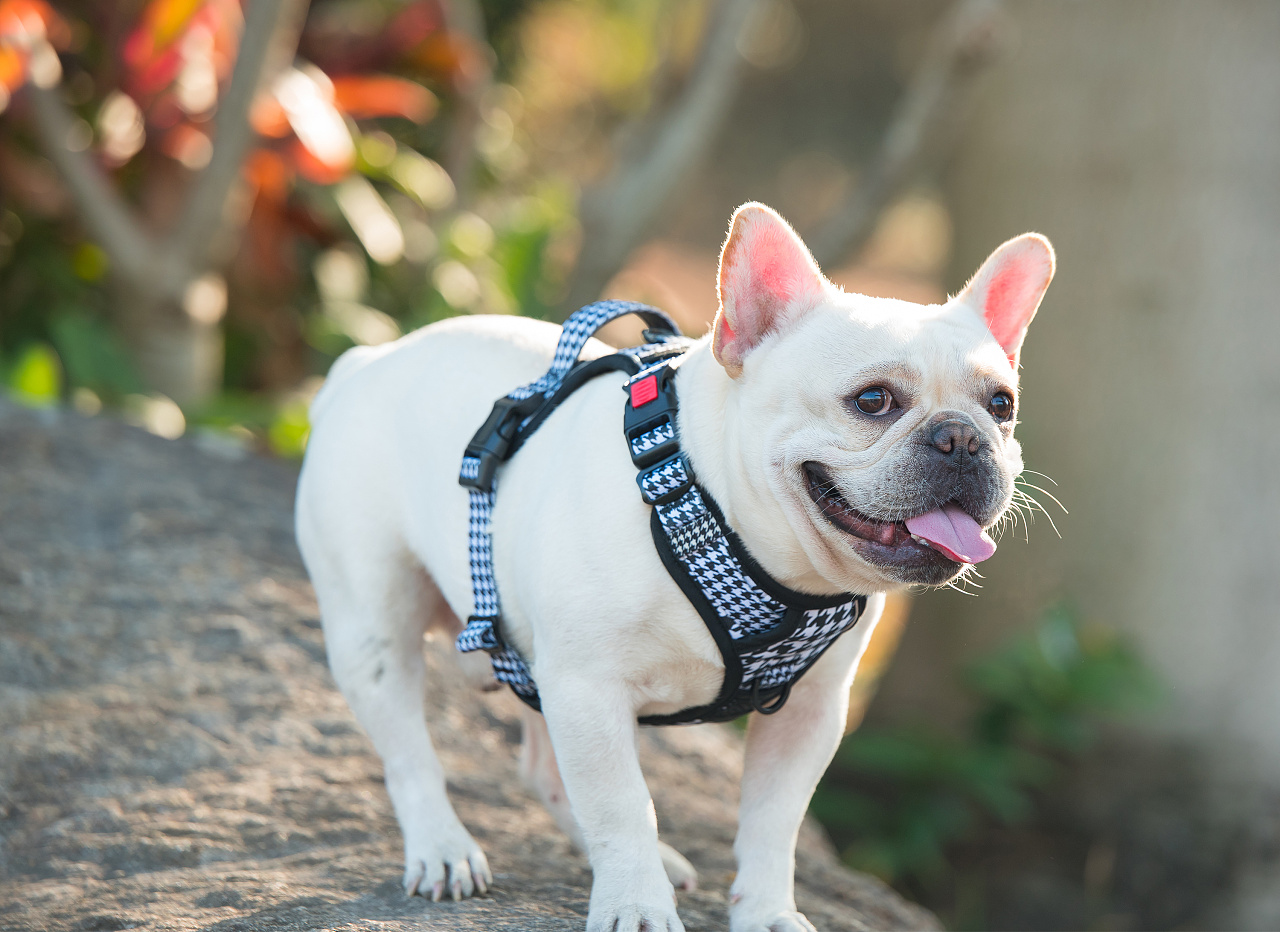 狗界“最笨”的3种狗和“最聪明”的3种狗，你也许养错了