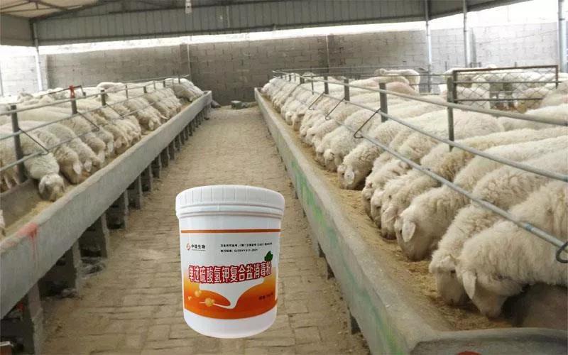 肉羊养殖快速出栏方法视频,育肥种羊和育肥肉羊哪个利润高