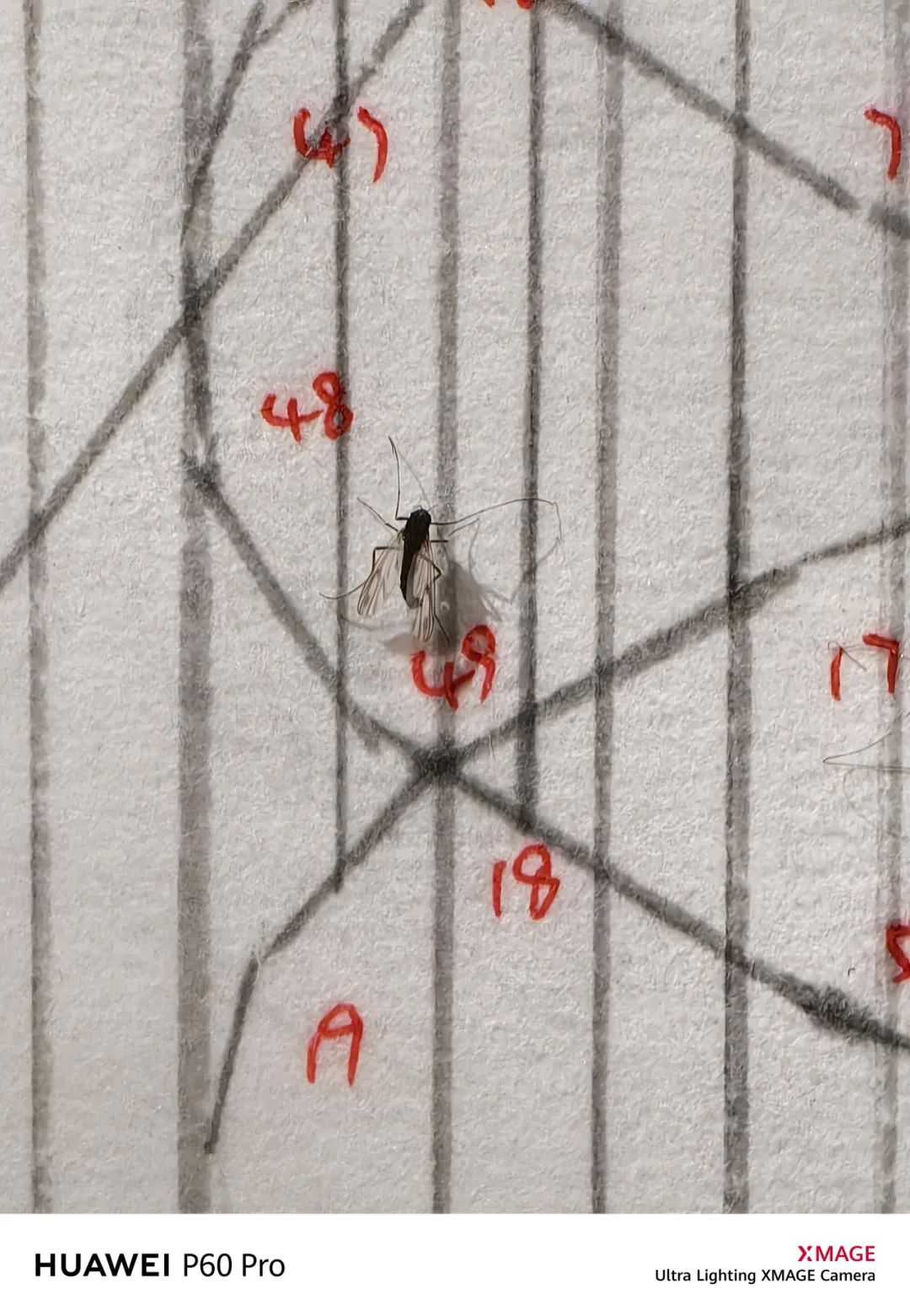 华为p60pro拍照样张原图,华为p60pro拍摄照片样张