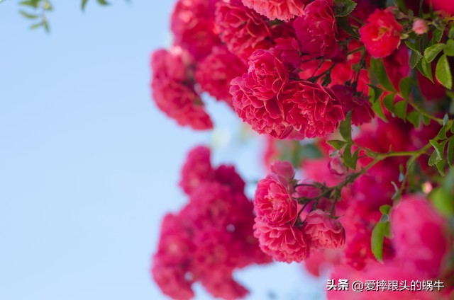 生如夏花灿烂的时候,生如夏花绚烂绽放歌曲视频