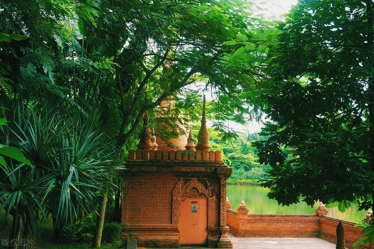 西双版纳望天树景区与热带植物园,西双版纳值得去的四个旅游景点