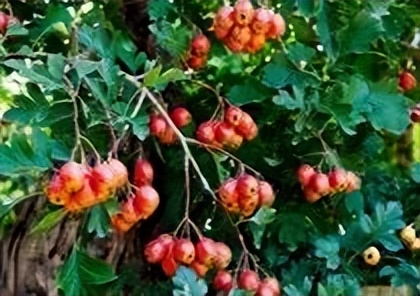 药食同源健脾的山楂,药食同源之山楂