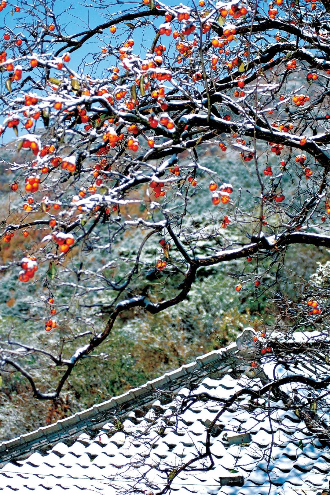 好酒在野｜大雪，去买个酒吃吧