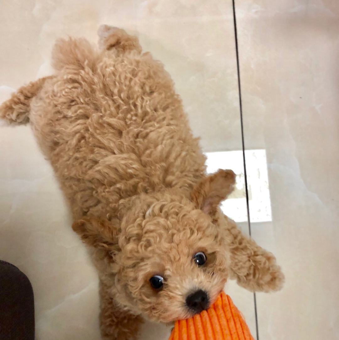 打了泰迪恨主人的表现,泰迪有什么坏心思视频