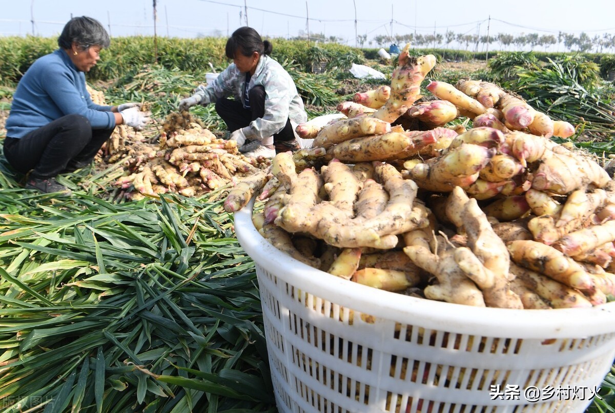 生姜不拔怎么越冬,生姜不挖出来怎样留种过冬