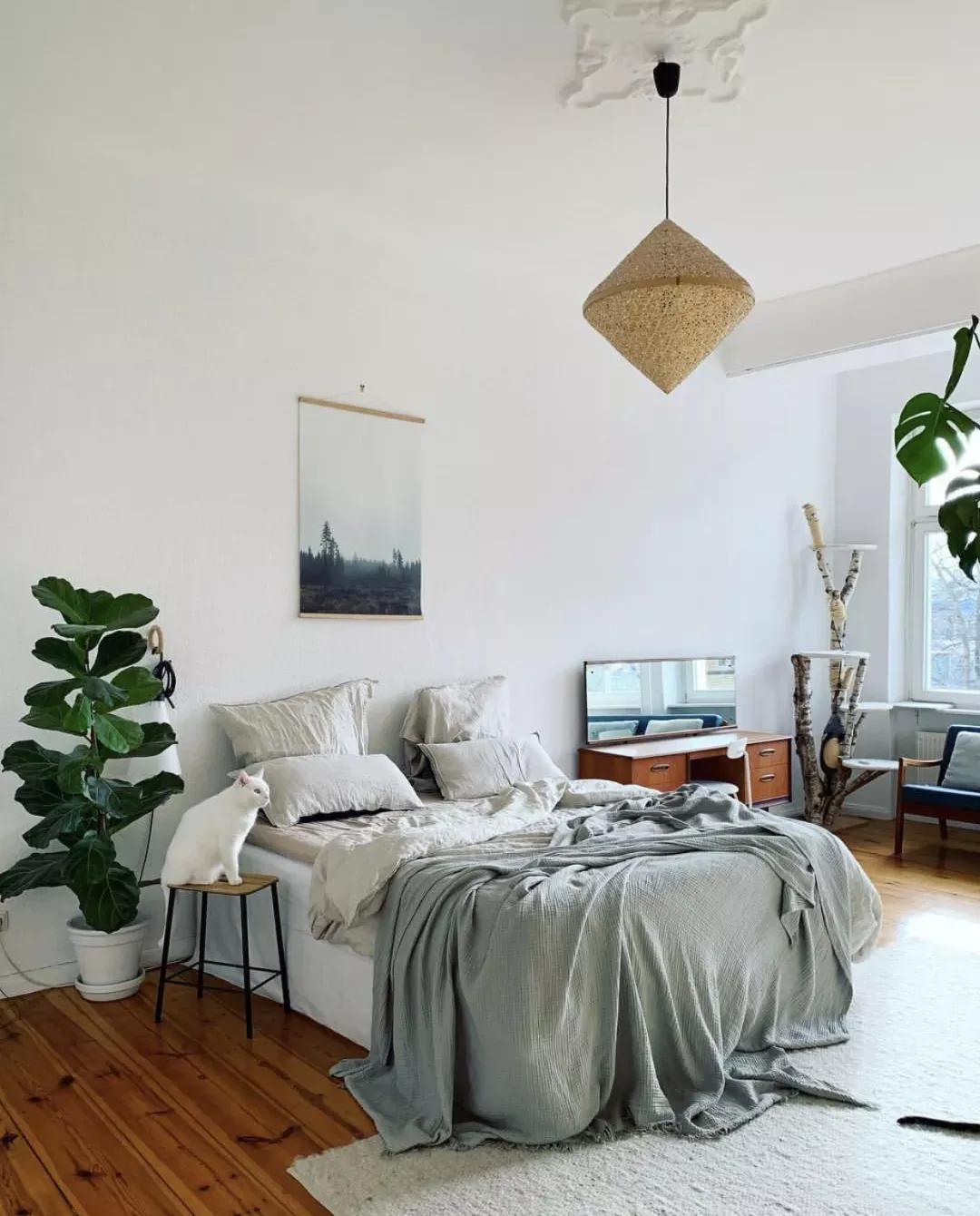 客厅实用盆栽植物有哪些,客厅一般放什么植物盆栽比较好