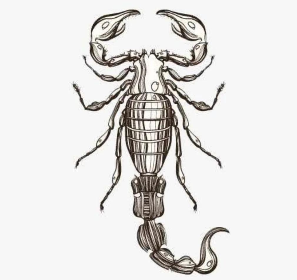 蝎子扎堆蜇人吗,东北有野生蝎子蜇人有生命危险吗