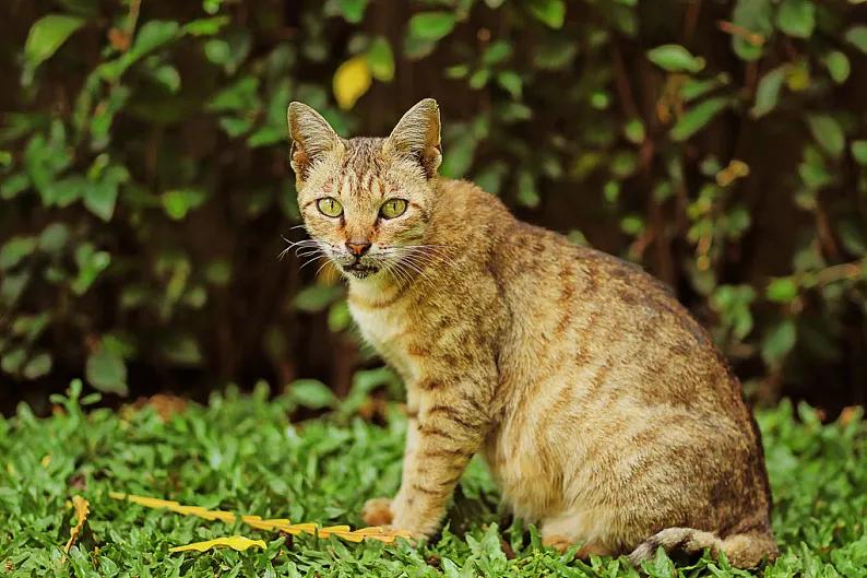 美短猫咪有几种品种,你了解的猫咪品种有几个