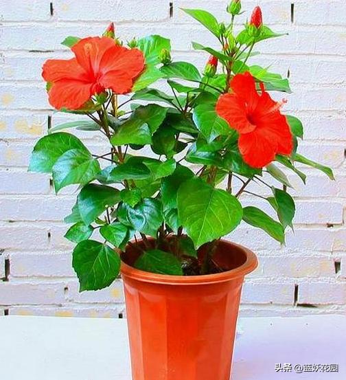 长寿花夏季怎么养开花繁茂,盆栽金桔夏季如何养开花挂果多