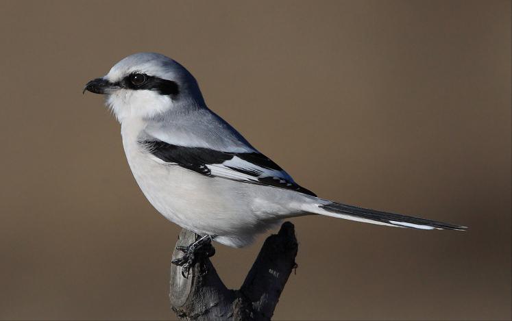 50张最佳鸟类摄影作品,鸟儿大全大图