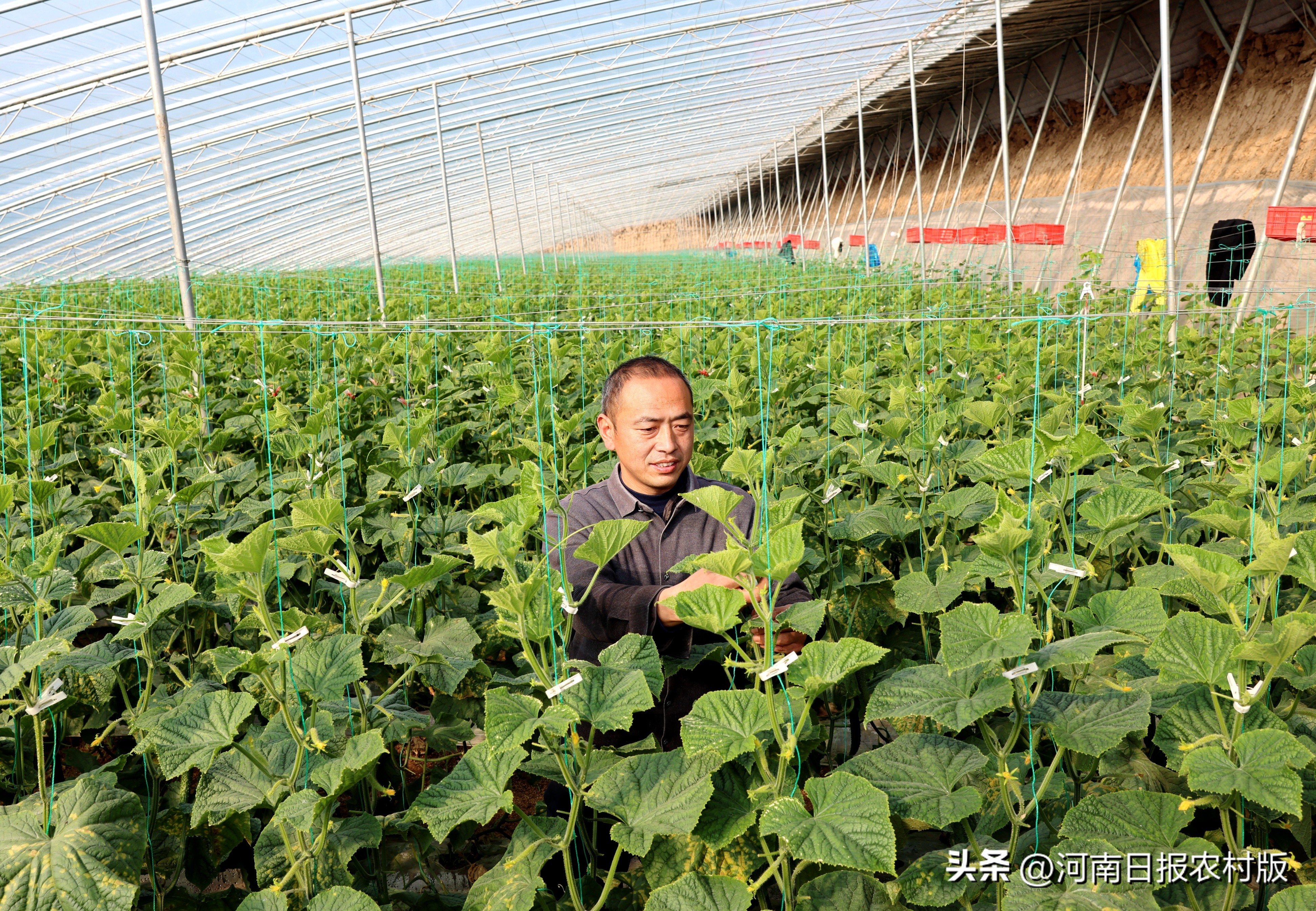 寿光蔬菜种植黄瓜嫁接,郸城乡村振兴之路
