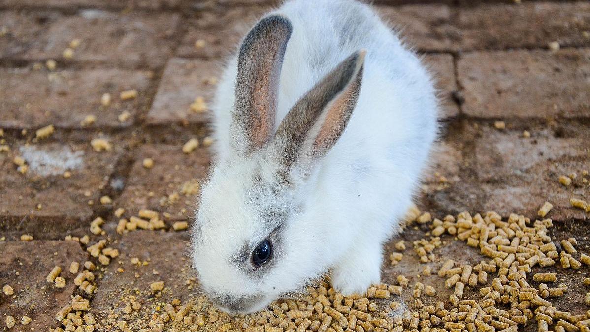 养殖肉兔都有哪些疾病,养兔的疾病治疗费用多少钱