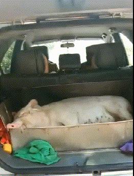 小蛇化身美杜莎,小蛇瞬间变成美杜莎