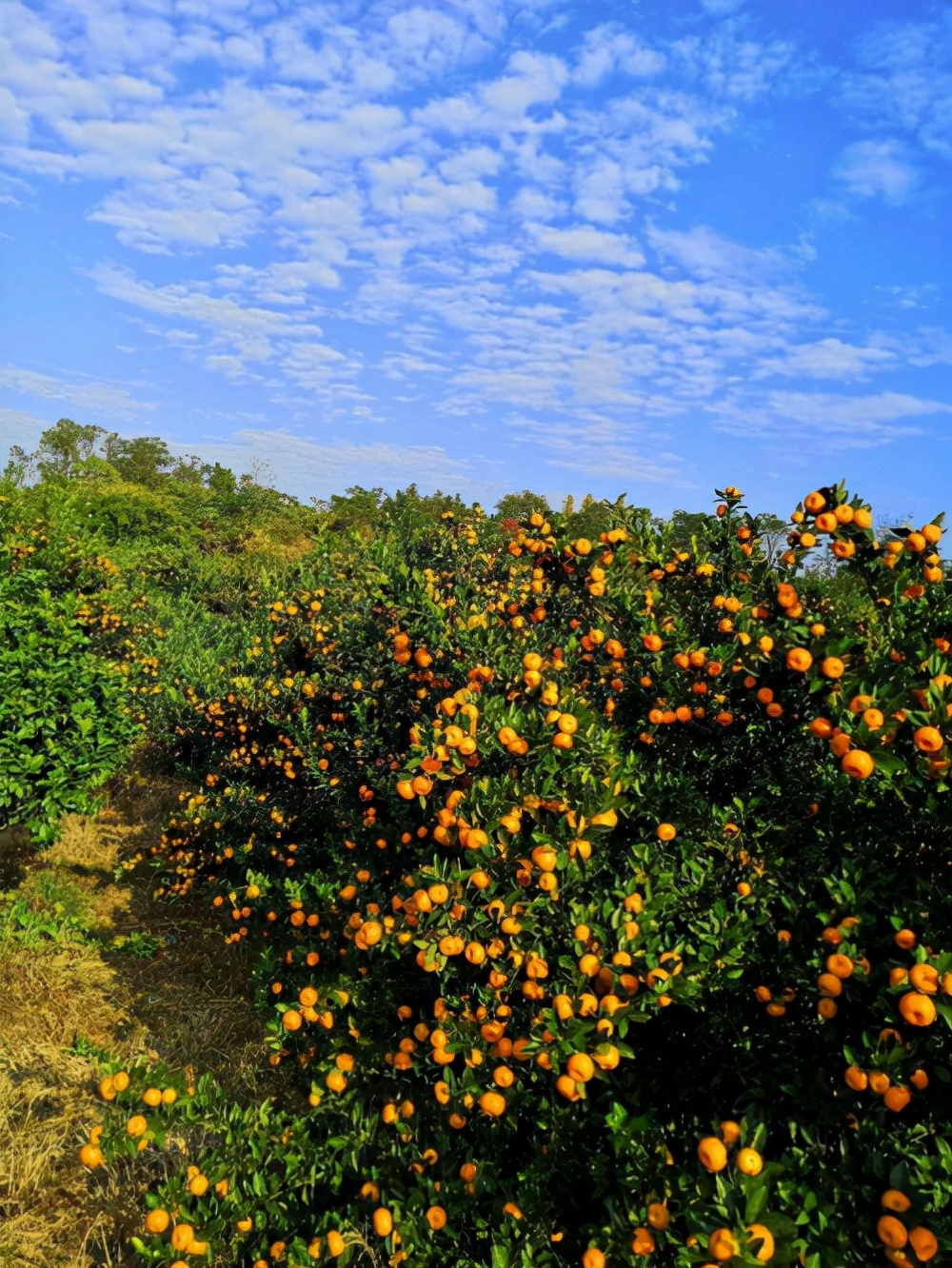 丑桔蜜桔,南丰蜜柑沙糖橘