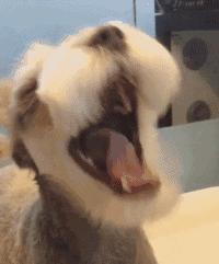 十种最好养的小型犬家养小宠物,建议新手养的10种狗小型犬智商高