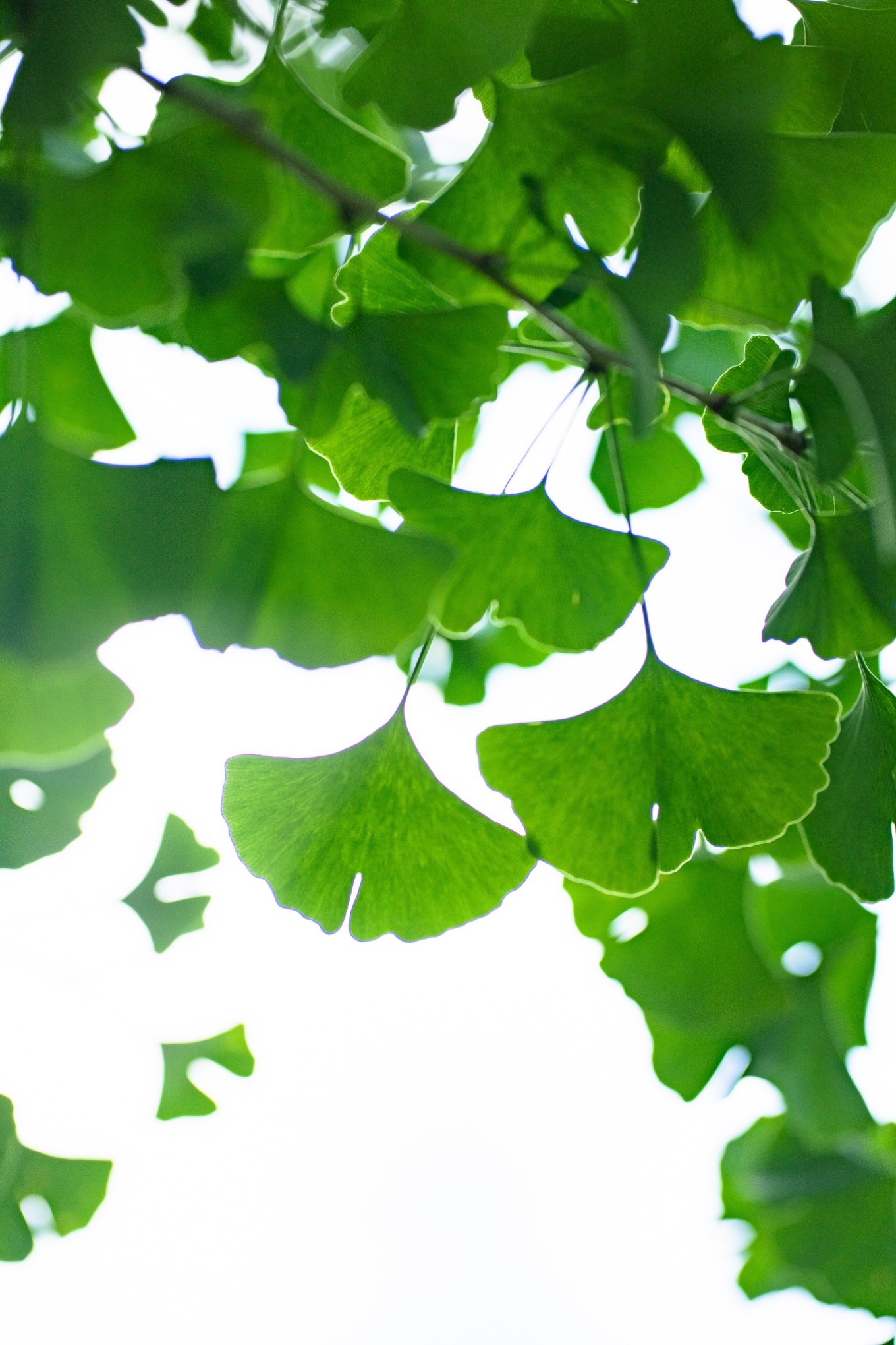 毕节油杉河景区,贵州夏季的避暑景点