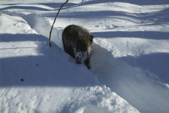 遇到野猪装死有用吗,遇到野猪需要装死吗