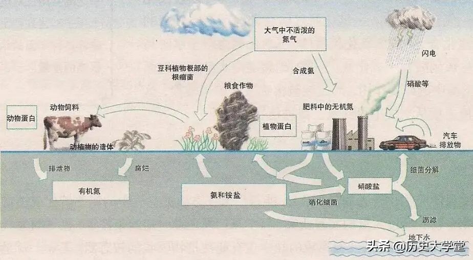 一战德国人饿死多少,一战德国平民的食物补给