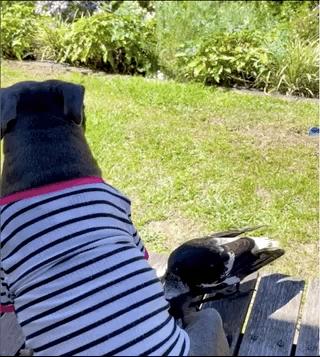 狗跟喜鹊待久了竟开始假孕分泌乳汁鸟：我把你当朋友你却想当我妈