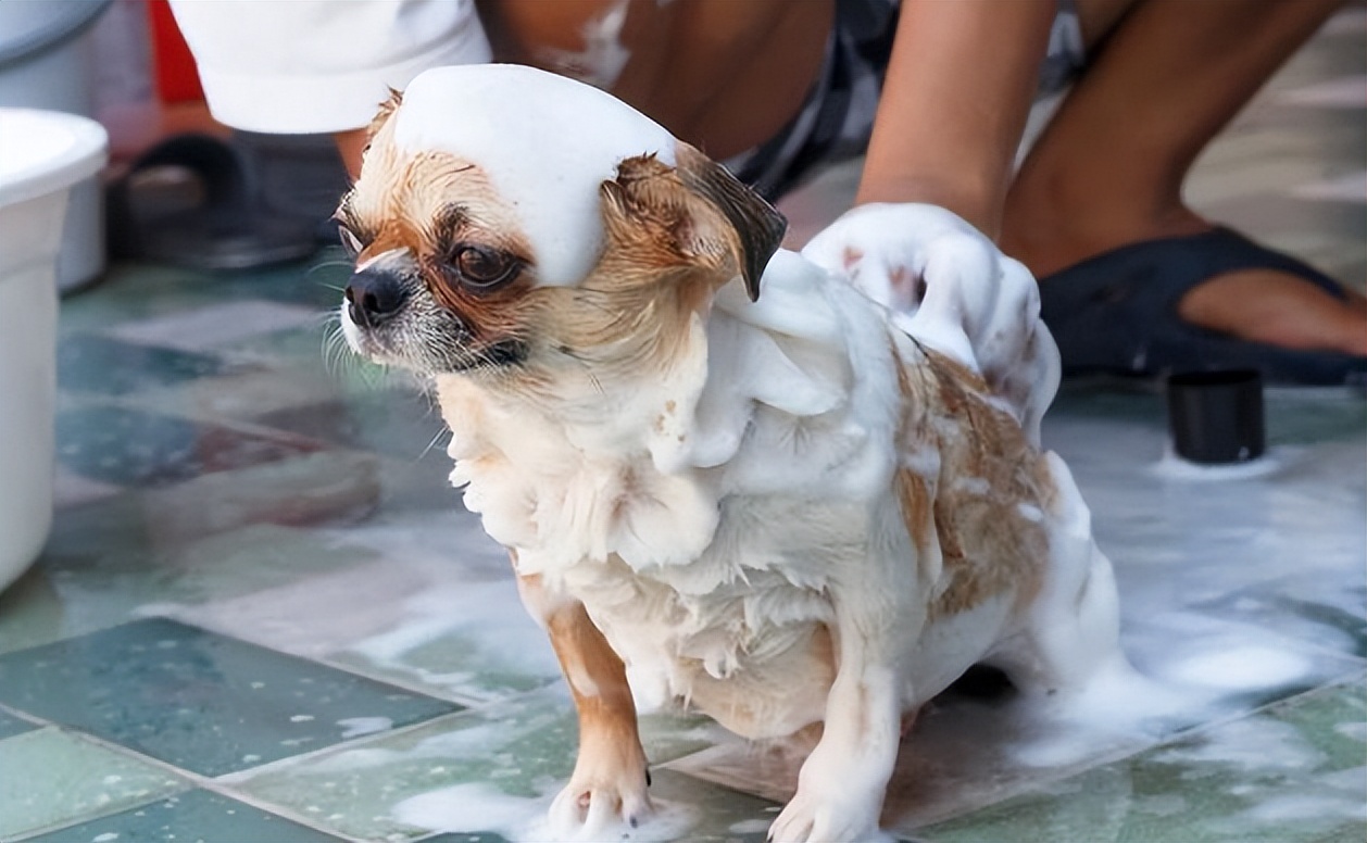 宠物狗哪种比较好养不叫,什么宠物狗最好养又听话不拆家