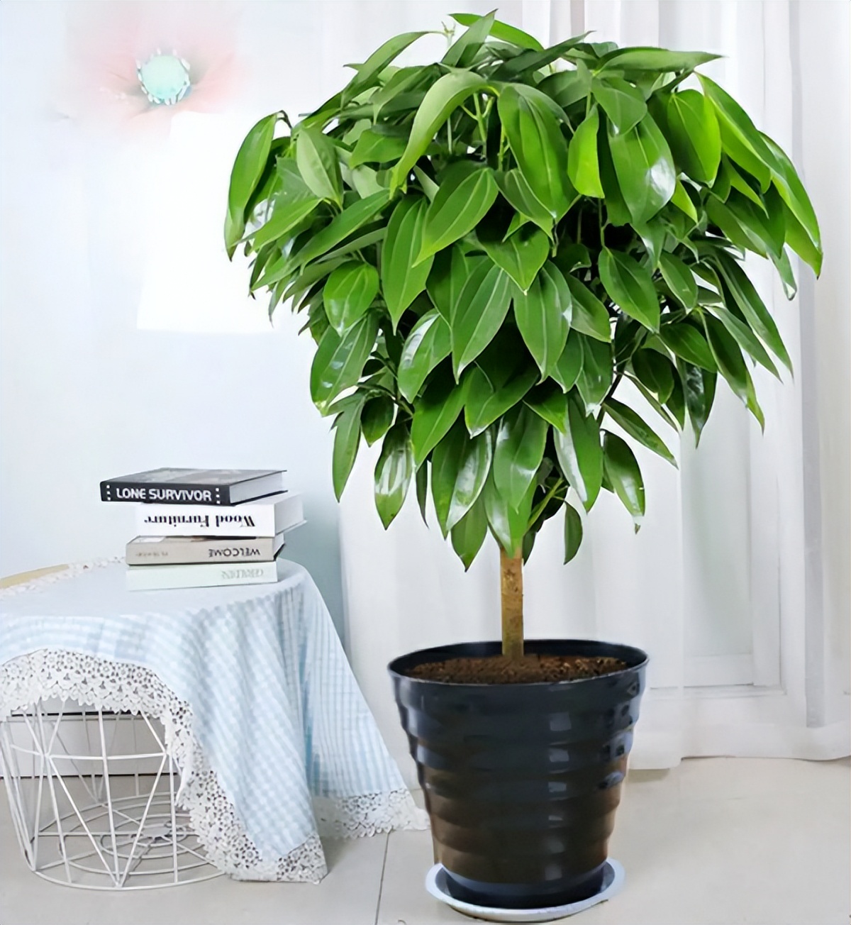 客厅大花盆栽树,100种家庭客厅盆栽树