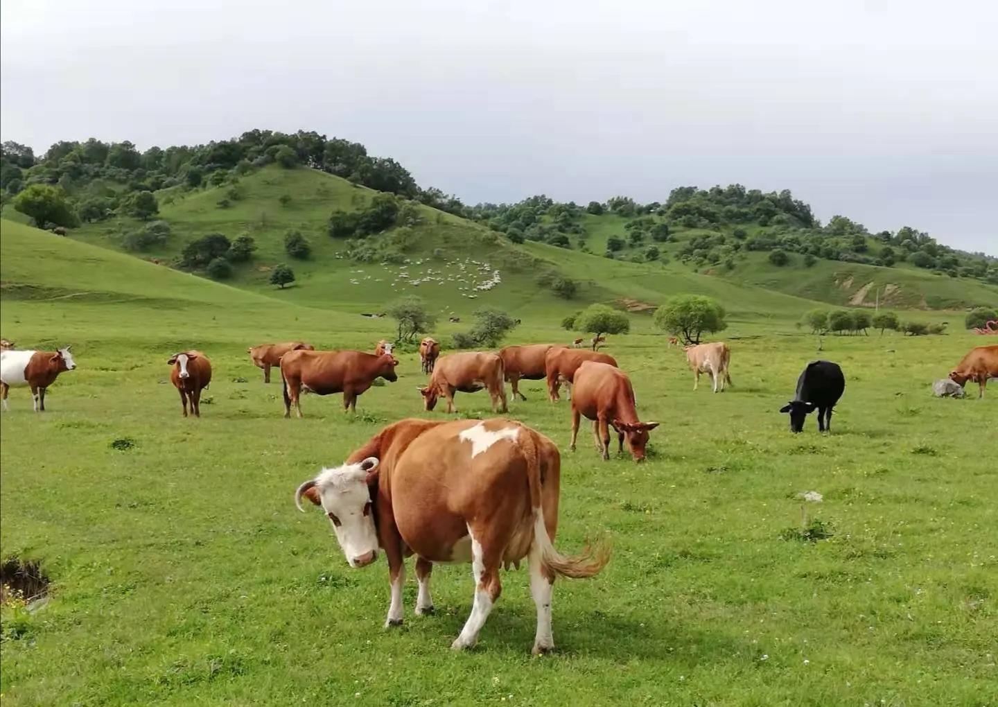 世界首个！牛羊打嗝也要收税？这个国家的做法大有深意