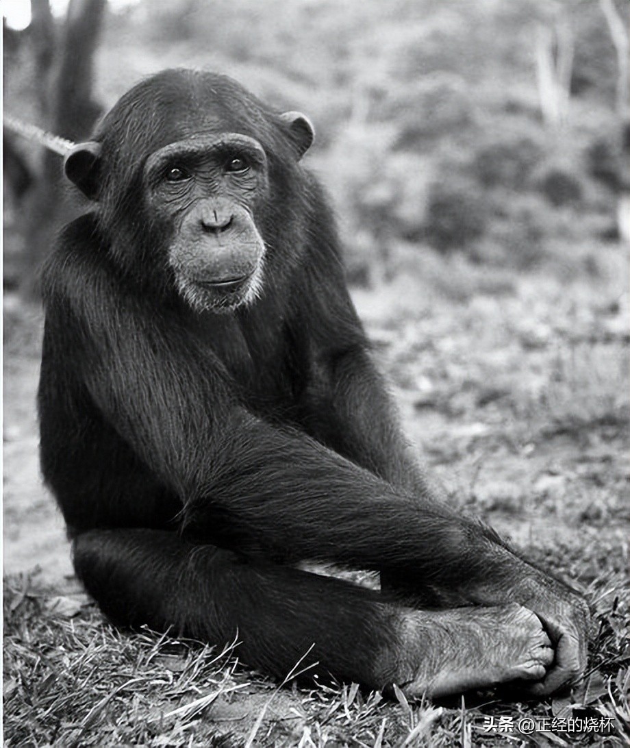 类人猿的身体特征有哪些,类人猿是什么动物