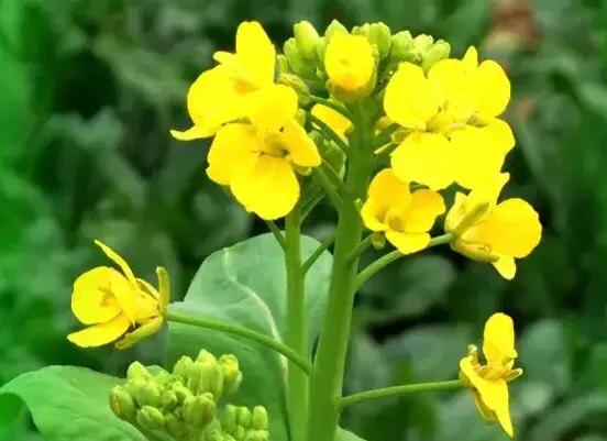 油菜花赞七绝,七绝油菜花春景