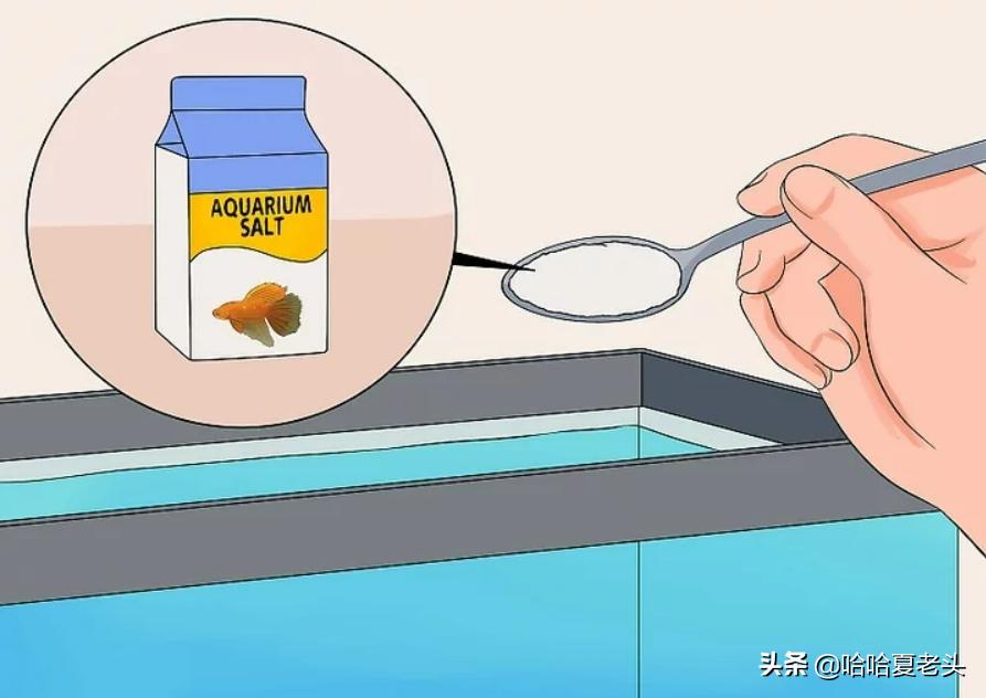 怎样拯救要死的斗鱼,怎么抢救奄奄一息的斗鱼