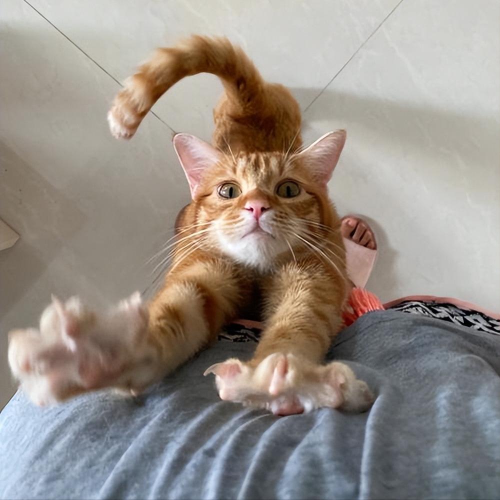 橘猫为什么一直粘着你,橘猫喜欢主人有哪几种表现