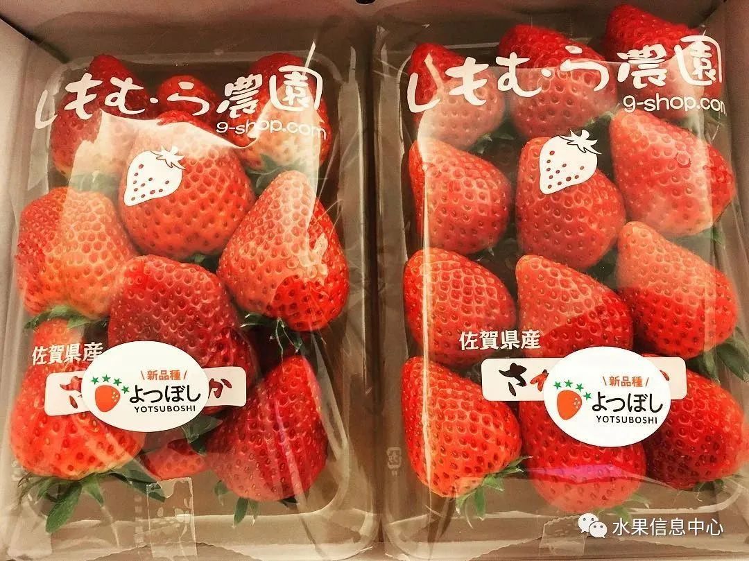 日本草莓评选大赛,排名第一的草莓品种是什么?