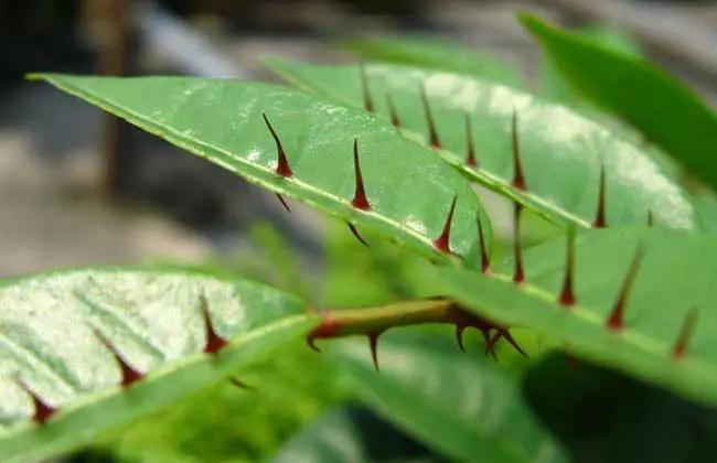 国产品牌牙膏哪个抗敏感好,国产美白牙齿牙膏品牌排行榜