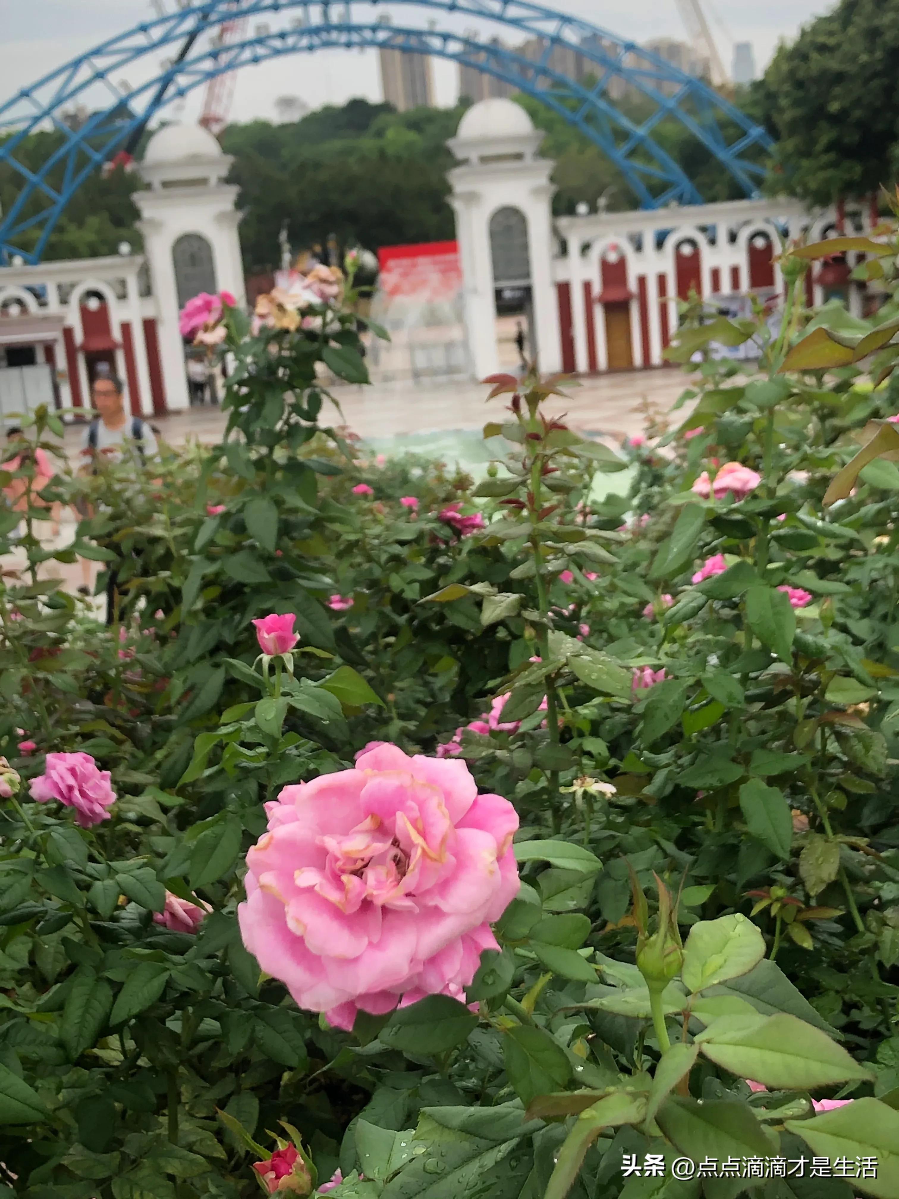 广州云台最美的花园,广州白云云台花园拍照