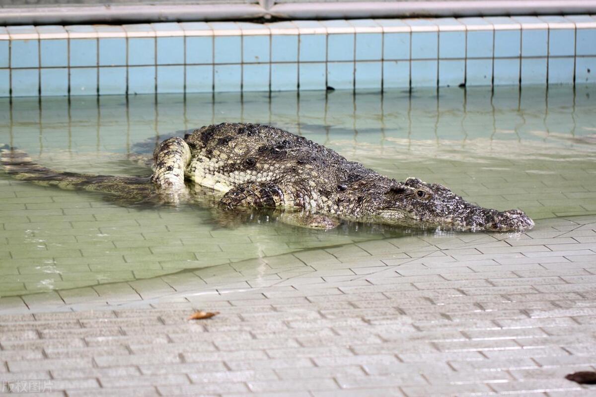 鳄鱼养殖需要办证吗,人工养殖的鳄鱼视频