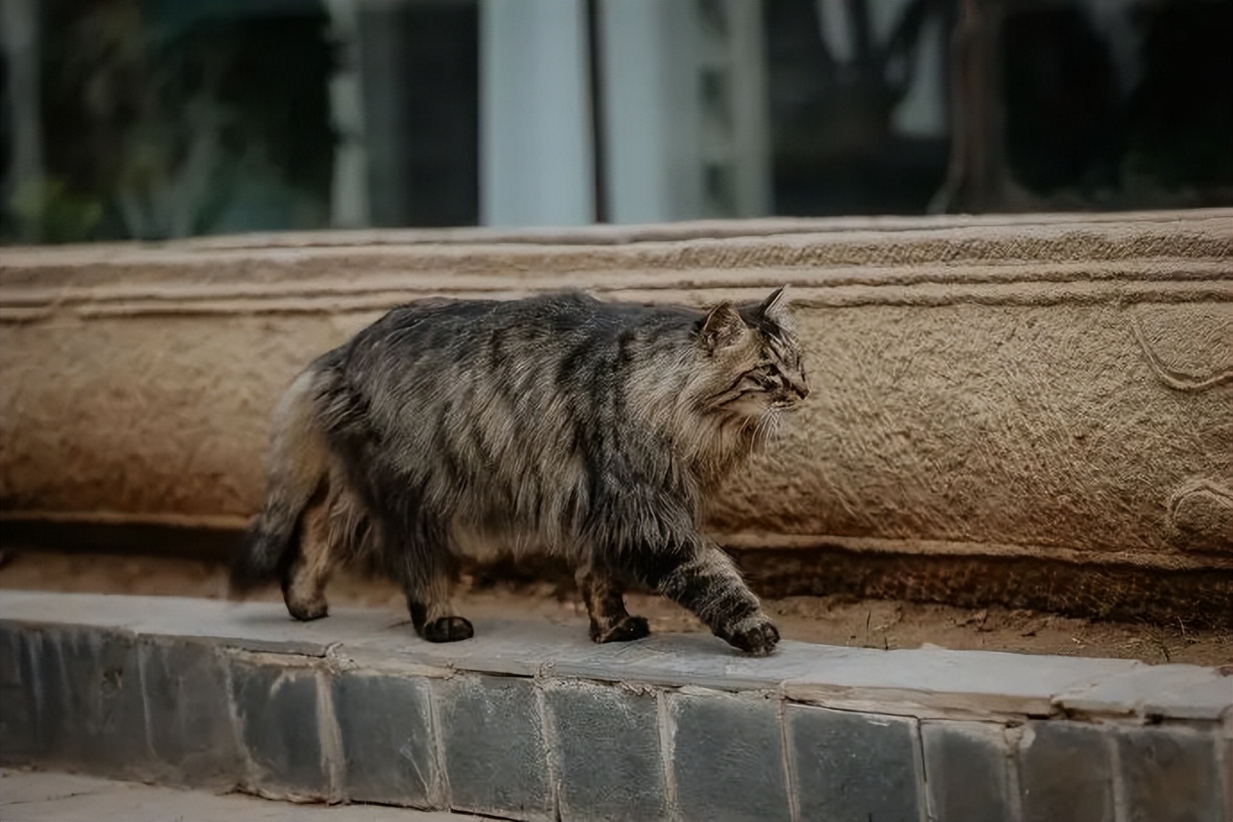 猫掉缸里怎么办,猫咪老是掉缸怎么办