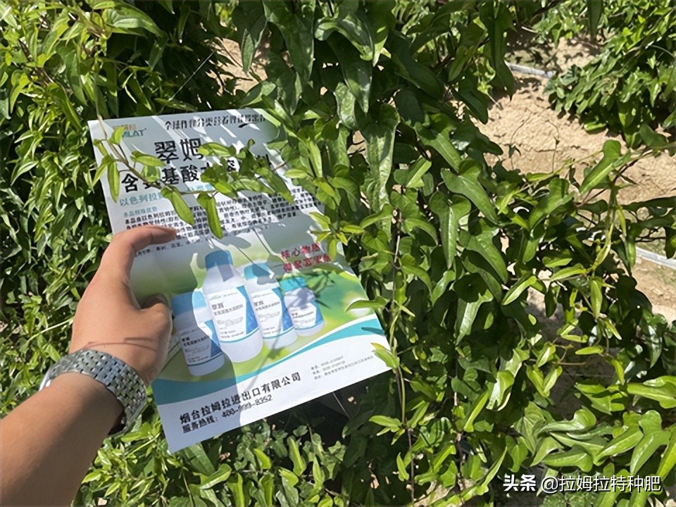 叶面肥有什么效果,叶面肥起什么作用