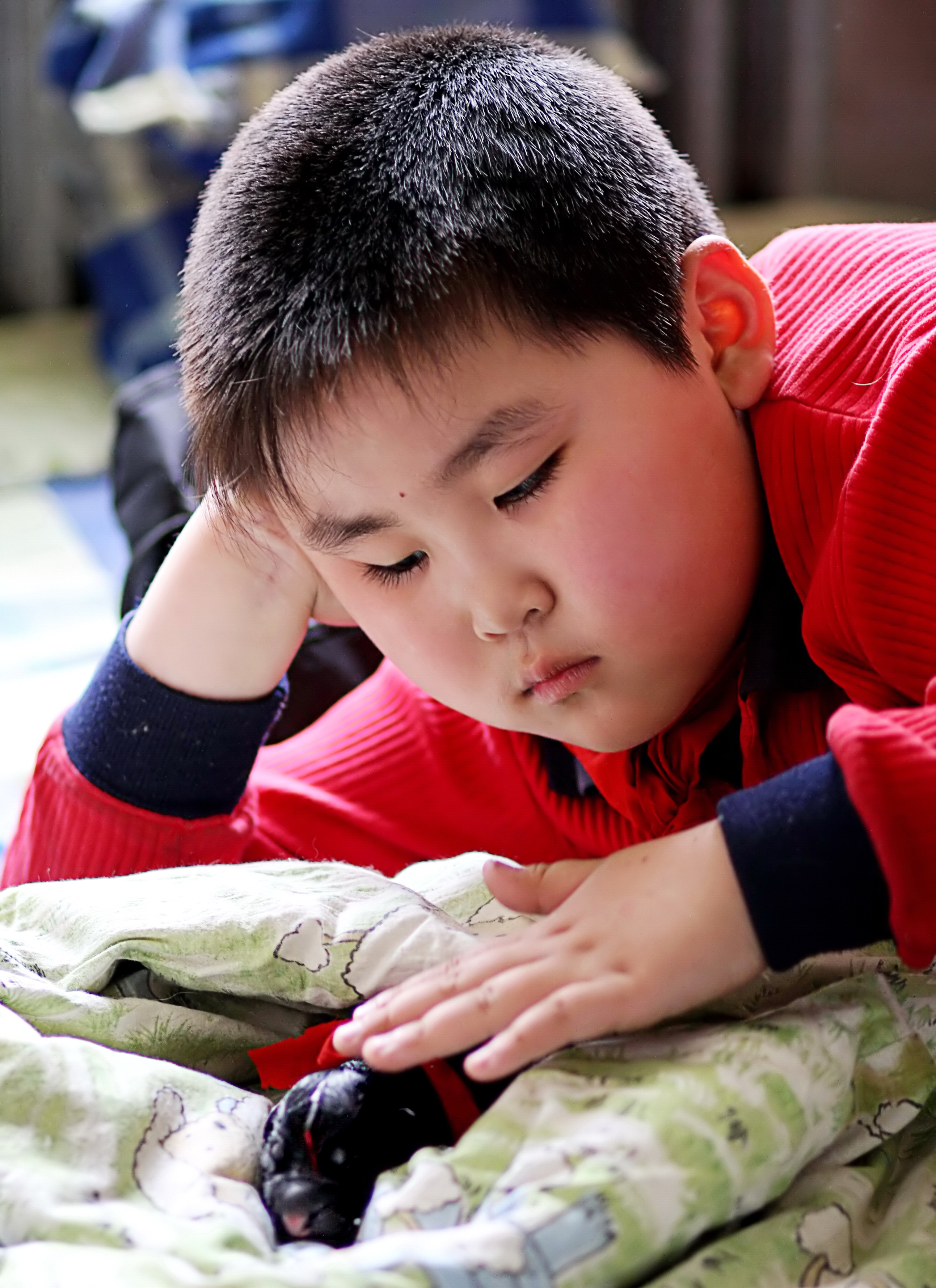 德牧养殖技术书籍大全,德牧饲养攻略