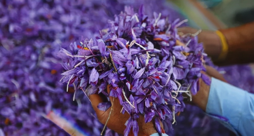 藏红花生意,藏红花生意怎么做