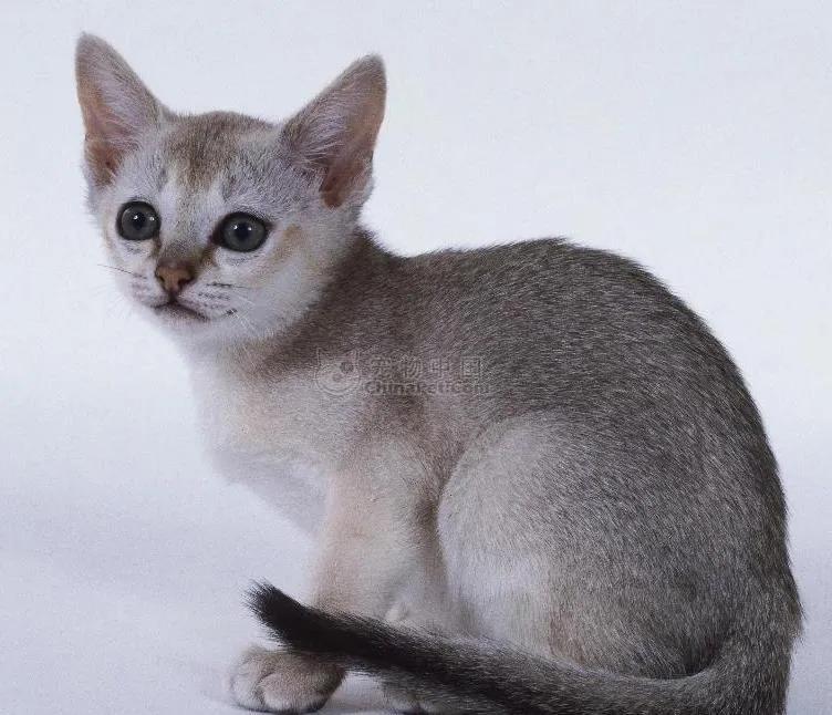 世界上最小的宠物猫,世界上最小的宠物猫品种