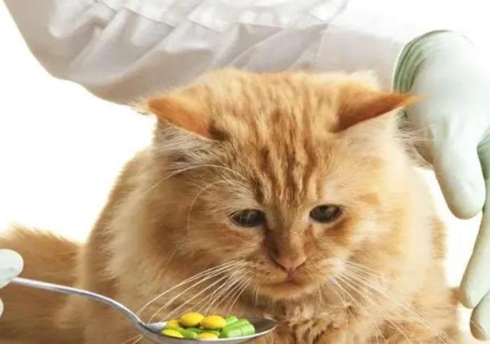 猫咪口臭严重是得了什么病吗,猫咪口臭的症状和治疗方法