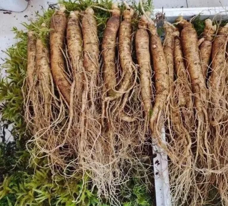 中药变毒物,中药变“毒药”