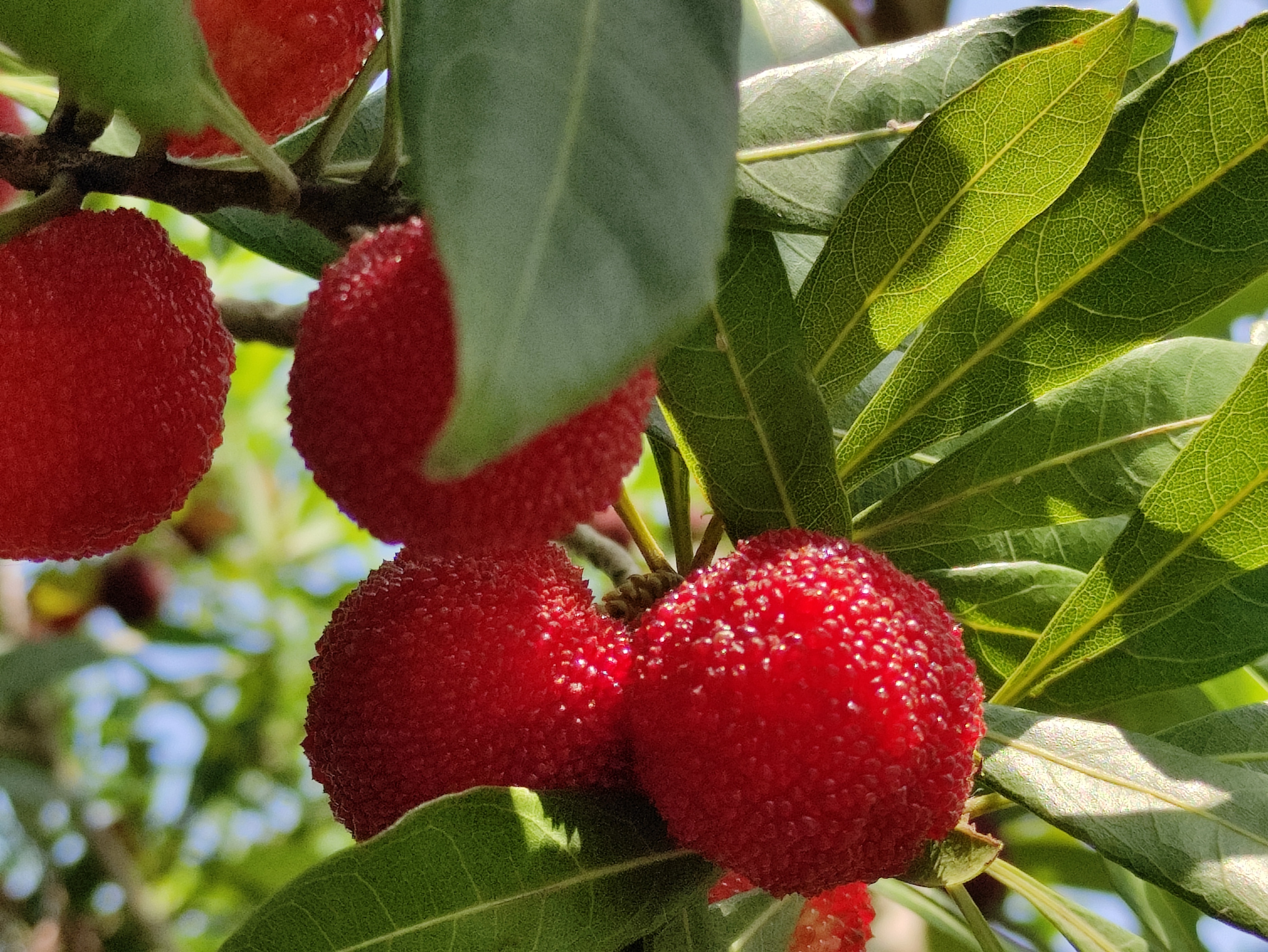 苏州东山杨梅几月份成熟,苏州东山杨梅还是西山杨梅好吃
