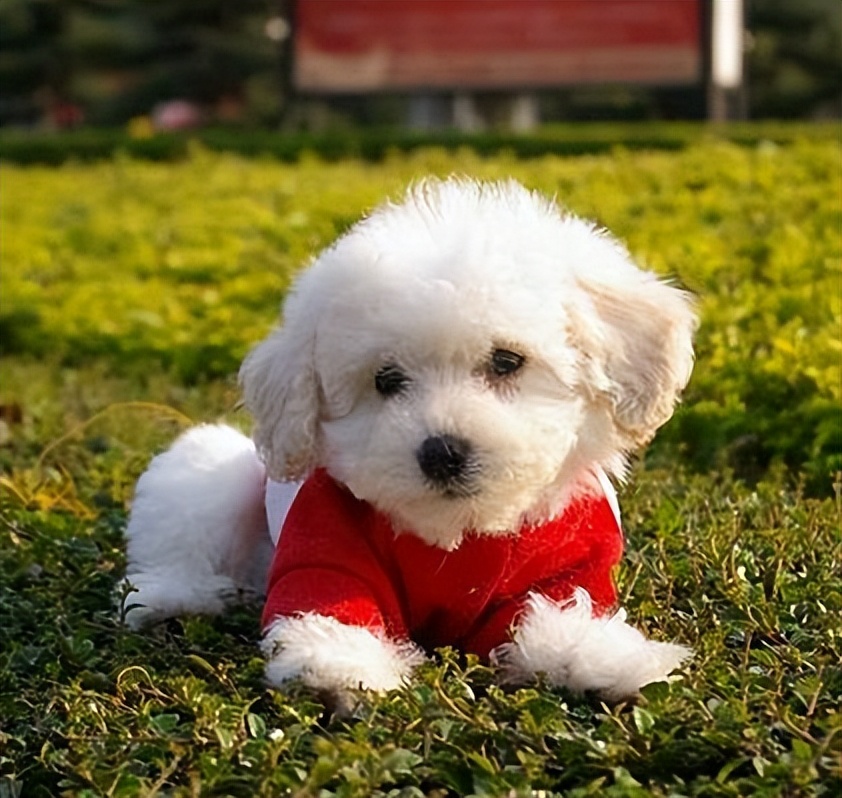 贵宾犬毛发黄是怎么了,如何改善贵宾犬毛发