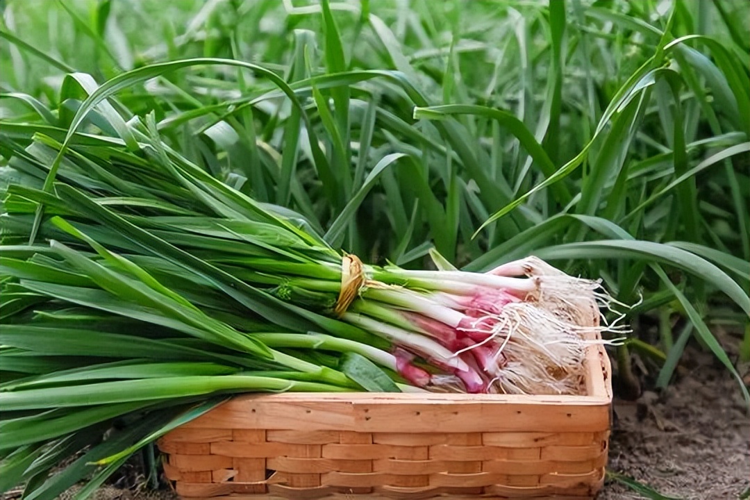 浙江人常吃的蔬菜有哪些,幼儿园常吃的蔬菜有哪些