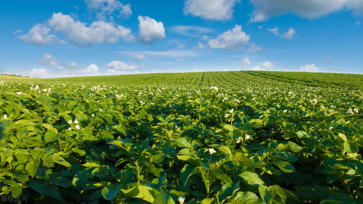 土豆怎么种植高产最好,土豆种植技术和培土方法