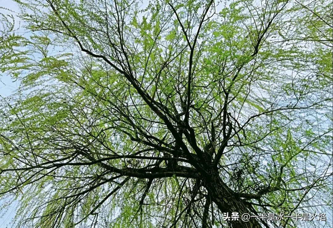 散文诗：看正好的花，见想见的人